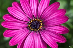 Foto: FOTO: SHUTTERSTOCK