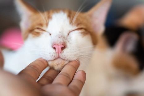 Los gatos desarrollan vínculos afectivos basados en la confianza y la seguridad. Foto: Experto Animal Los gatos desarrollan vínculos afectivos basados en la confianza y la seguridad. Foto: Experto Animal