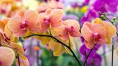 Las orquídeas son una familia de plantas monocotiledóneas que se distinguen por la complejidad de sus flores.