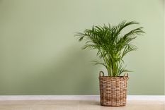 Areca Pautas de cuidado Foto: Shutterstock