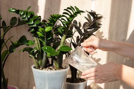 Una planta todoterreno. Fuente: Shutterstock. Una planta todoterreno. Fuente: Shutterstock.