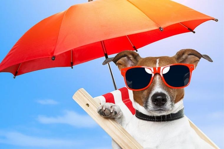 Perro Perro y golpe de calor Foto: WallpaperBetter