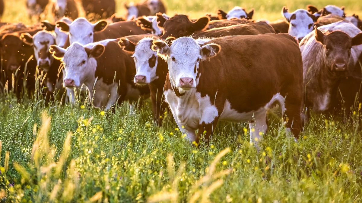 Ganadería bovina: qué define realmente a una hembra funcional en la producción