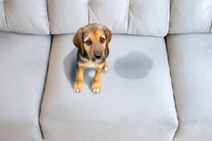 Los cachorros pueden orinar en cualquier superficie hasta que se los adiestre Foto: Archivo