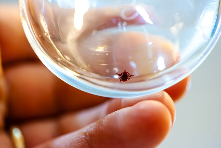 Adiós a los parásitos que hacen sufrir a tu mascota. Foto: Fuente: Shutterstock