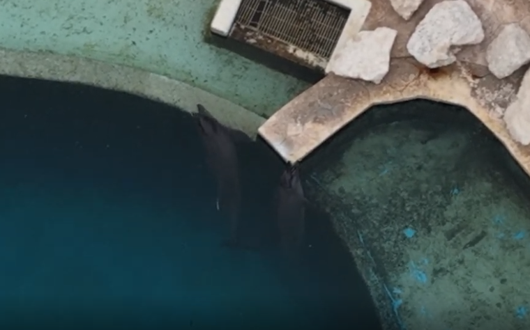 Algunos delfines han sido vistos por Veeleaf mordiendo el concreto, un comportamiento que indica que sufren de estrés y aburrimiento.