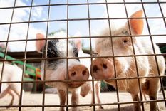 Un brote de triquinosis encendió las alarmas en el sur de Córdoba, donde se confirmaron 13 casos en la localidad de General Cabrera.&nbsp;Foto: Freepik