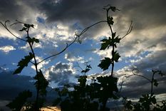 llega el primer foro de sustentabilidad del vino argentino