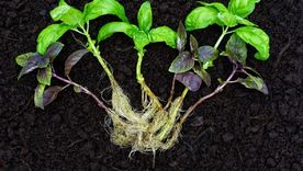 El crecimiento de esquejes de las las plantas, que muchas veces requiere paciencia y dedicación, puede volverse más rápido y exitoso.