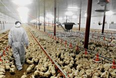 chile anuncia su primer caso de influenza en un ave de corral chile anuncia su primer caso de influenza en un ave de corral