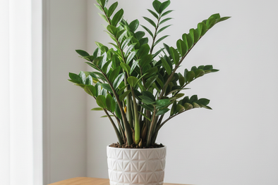 MDZol | Gemini_Generated_Image_pua92xpua92xpua9