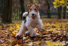MASCOTAS El fox terrier es una famosa raza perruna de compañía Foto: SHUTTERSTOCK