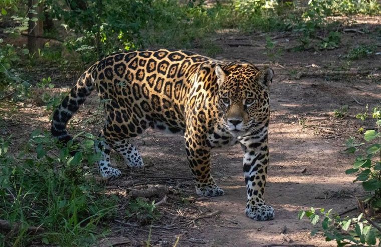 Foto: Rewilding Argentina