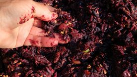 El orujo es el residuo sólido que queda después de que la uva se ha prensado para extraer su jugo.