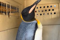 sorpresa en vicente lopez: rescataron un pingüino rey herido en la costa