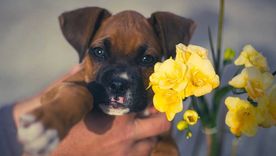 El desesperado pedido de una mujer: su expareja retuvo a su perra y no puede verla. El desesperado pedido de una mujer: su expareja retuvo a su perra y no puede verla.