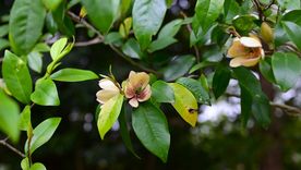 La planta que decora cualquier jardín y no es difícil de mantener. La planta que decora cualquier jardín y no es difícil de mantener.