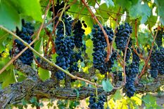 La cosecha de uva se anticipa mayor para esta temporada Foto: Loadwine