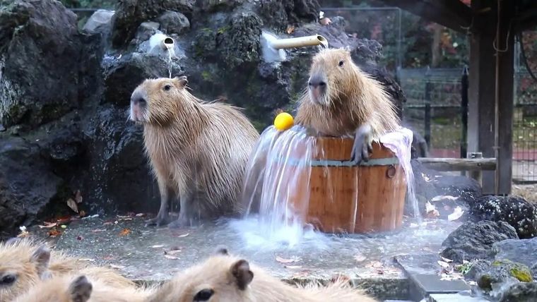 Cada vez más usuarios se suman a la tendencia de WhatsApp de utilizar Meta IA para crear imágenes de Capibaras. Foto: Archivo Cada vez más usuarios se suman a la tendencia de WhatsApp de utilizar Meta IA para crear imágenes de Capibaras. Foto: Archivo