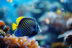 peces Un sueño que tiene cosas positivas. Foto: Fuente: Shutterstock