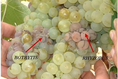 MDZol | Aspecto de foco de Botrytis Cinerea.