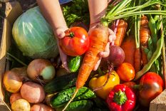 JARDÍN Conoce todos los vegetales que puedes cultivar en tu huerta en este mes Foto: Shutterstock