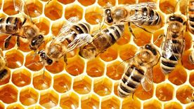 ¿Por qué las abejas abanican la miel con sus alas? ¿Por qué las abejas abanican la miel con sus alas?