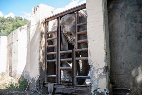 Kenya aguarda su traslado al santuario de Brasil Kenya aguarda su traslado al santuario de Brasil