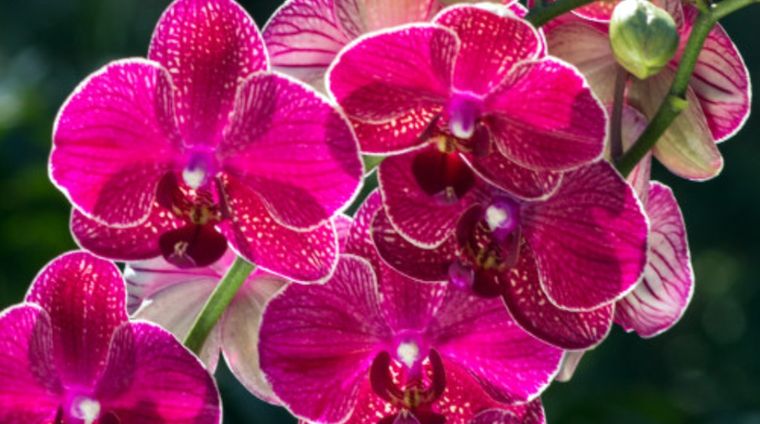 Orquídeas Foto: freepik.com/