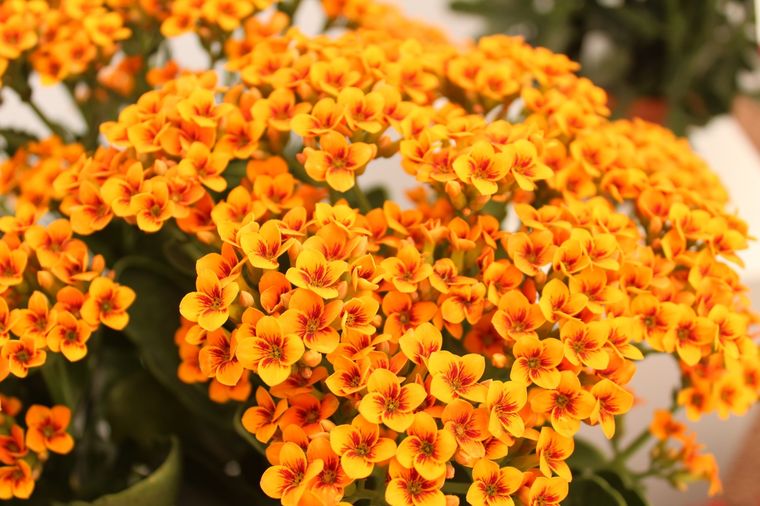 Kalanchoe Consejos para su cultivo en casa Foto: Unsplash