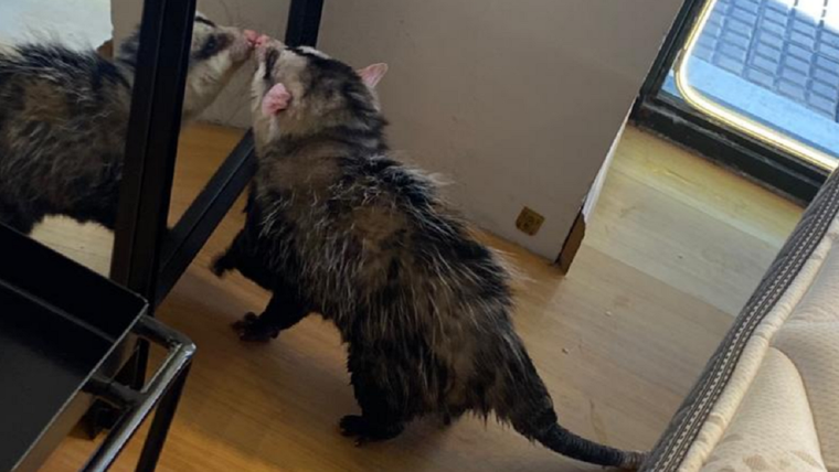 La comadreja que ingresó a varios locales Foto: Gentileza