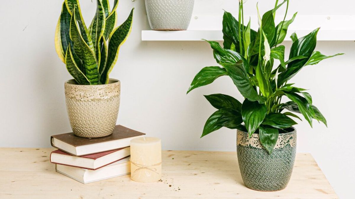 Las plantas que eliminan el mal olor del baño y reducen la humedad