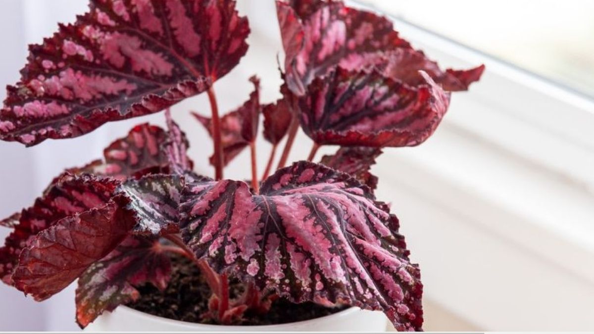 Cinco plantas de interior ideales para llevar los colores del otoño a tu casa