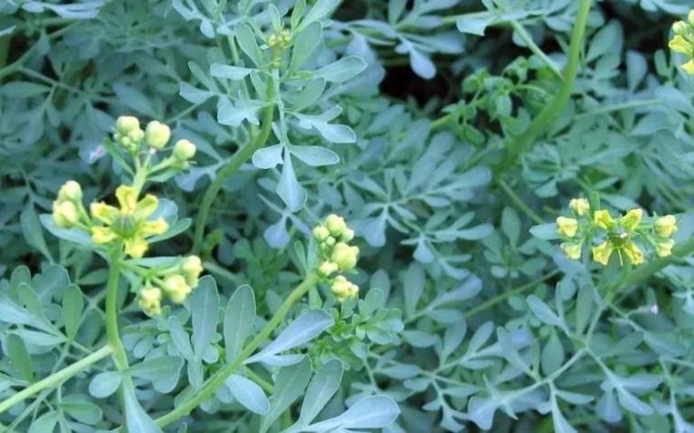 Esta planta no puede faltar en el jardín, ya que su poderoso olor es un magnifico repelente natural Foto: Shutterstock