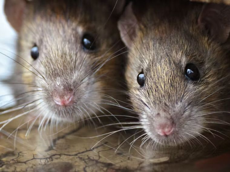 Este remedio casero ahuyentará a las ratas de tu hogar Foto: Shutterstock