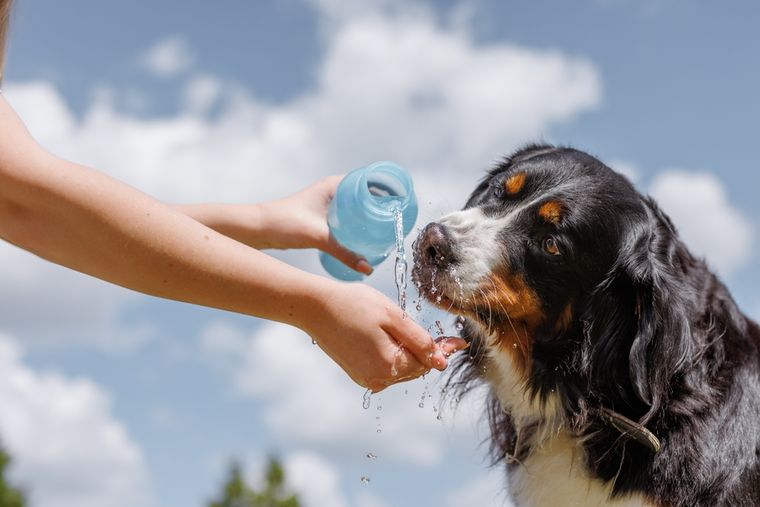 Qué no hacer: evitar mojar la cabeza o dar baños completos con agua fría. Foto: Shutterstock Qué no hacer: evitar mojar la cabeza o dar baños completos con agua fría. Foto: Shutterstock