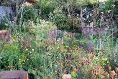 Estudios científicos han demostrado el poder calmante, nutritivo y restaurador de algunas plantas. Foto: Future/Jacky Hobbs