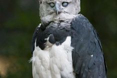 de no creer: ave de tamano humano sorprende en las redes