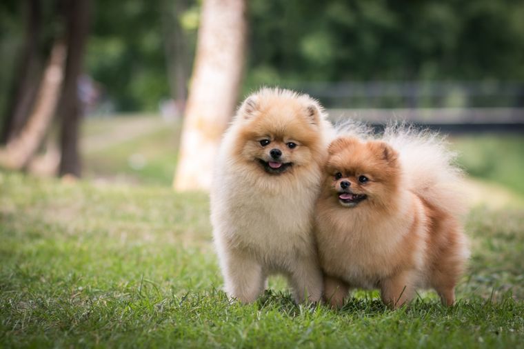 Los Pomerania son una de las razas más pequeñas Foto: Shutterstock
