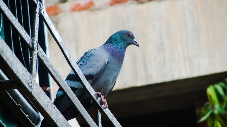 Foto: https://smallbalcony.com/wp-content/uploads/2020/06/Pigeon-on-Balcony-Rail.jpg