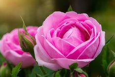 Con este sencillo truco podrás tener el jardín lleno de rosas Foto: Shutterstock