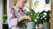Tus plantas de interior con poca agua. Foto: Shutterstock