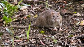 El CONICET descubrió dos nuevas especies de roedores tuco-tuco.. El CONICET descubrió dos nuevas especies de roedores tuco-tuco..