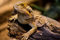 Cada 14 de agosto se celebra el Día Mundial del Lagarto.