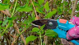 Se deben eliminar los tallos débiles o desgarbados, así como los que se cruzan. Los tallos que se cruzan se frotan entre sí y pueden convertirse en puntos de entrada para enfermedades. Foto: Future/Ruth Hayes