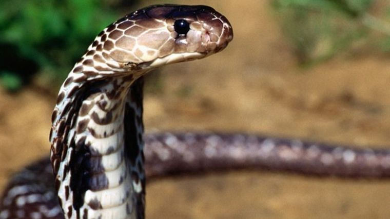 La cobra que mordió al niño era venenosa. Foto: Getty Images.