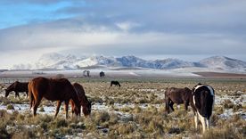Pigüé es un pueblo bonaerense donde la herencia francesa sigue visible en la identidad local. Pigüé es un pueblo bonaerense donde la herencia francesa sigue visible en la identidad local.