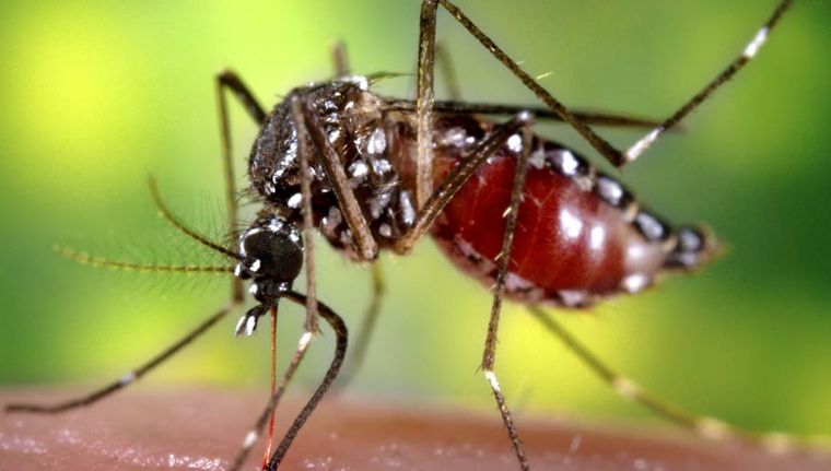 El dengue preocupa en todo el país Foto: NA