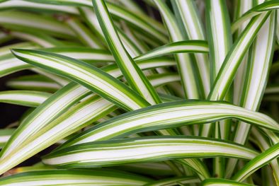 MDZol | planta de cintas Ideal para tener en el interior. Foto: Fuente: Shutterstock
