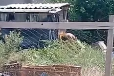 El padre del nene de tres años que fue hallado atado, desnudo y con signos de violencia en una vivienda precaria de Villa Dorrego fue detenido por el caso de maltrato infantil luego de permanecer prófugo durante una semana.